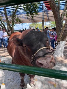 3 Brucelosis certificado